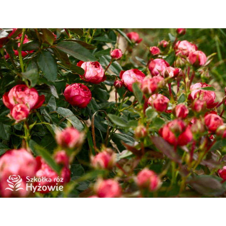 Pompeji® - Róże Miniaturowe - 