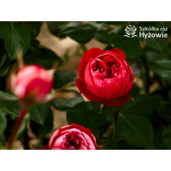 Pompeji® - Róże Miniaturowe - 