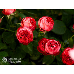 Pompeji® - Róże Miniaturowe - 