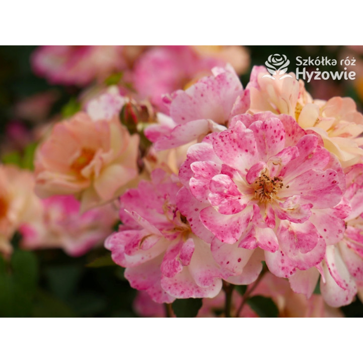 Reve de Paris® - Róże Okrywowe - 