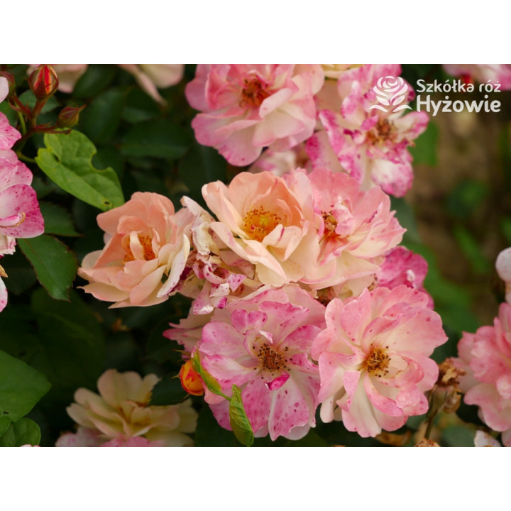 Reve de Paris® - Róże Okrywowe - 