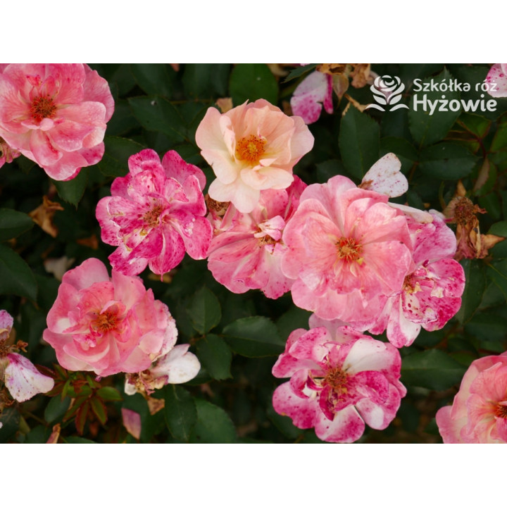 Reve de Paris® - Róże Okrywowe - 