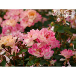 Reve de Paris® - Róże Okrywowe - 