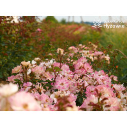 Reve de Paris® - Róże Okrywowe - 