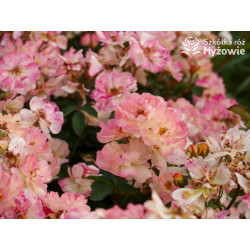 Reve de Paris® - Róże Okrywowe - 