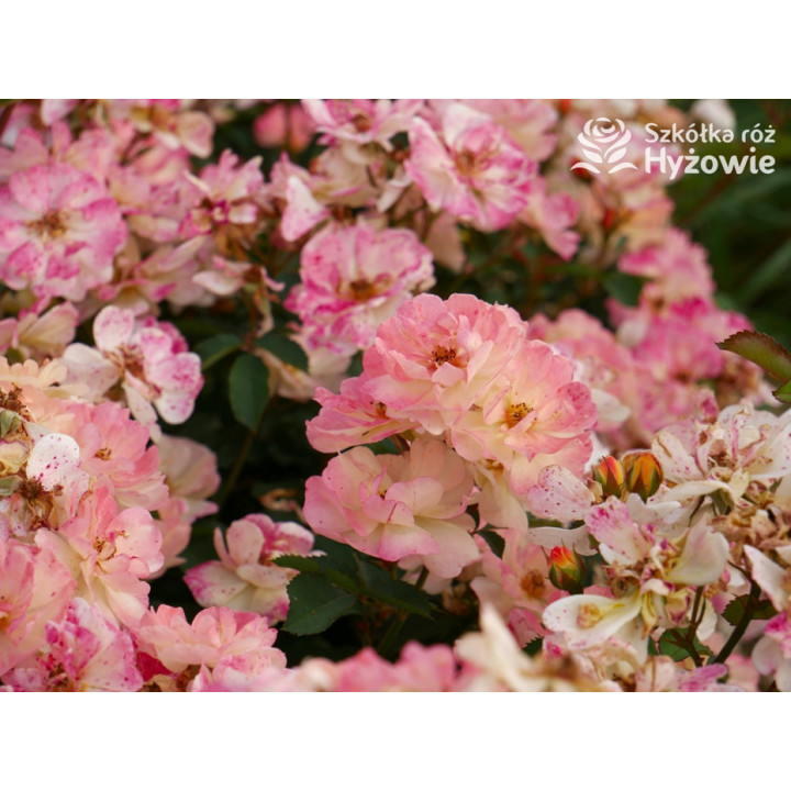 Reve de Paris® - Róże Okrywowe - 