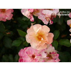 Reve de Paris® - Róże Okrywowe - 