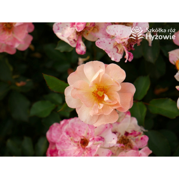 Reve de Paris® - Róże Okrywowe - 