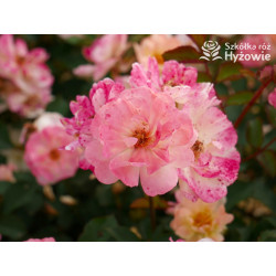 Reve de Paris® - Róże Okrywowe - 