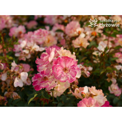 Reve de Paris® - Róże Okrywowe - 