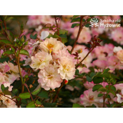 Reve de Paris® - Róże Okrywowe - 