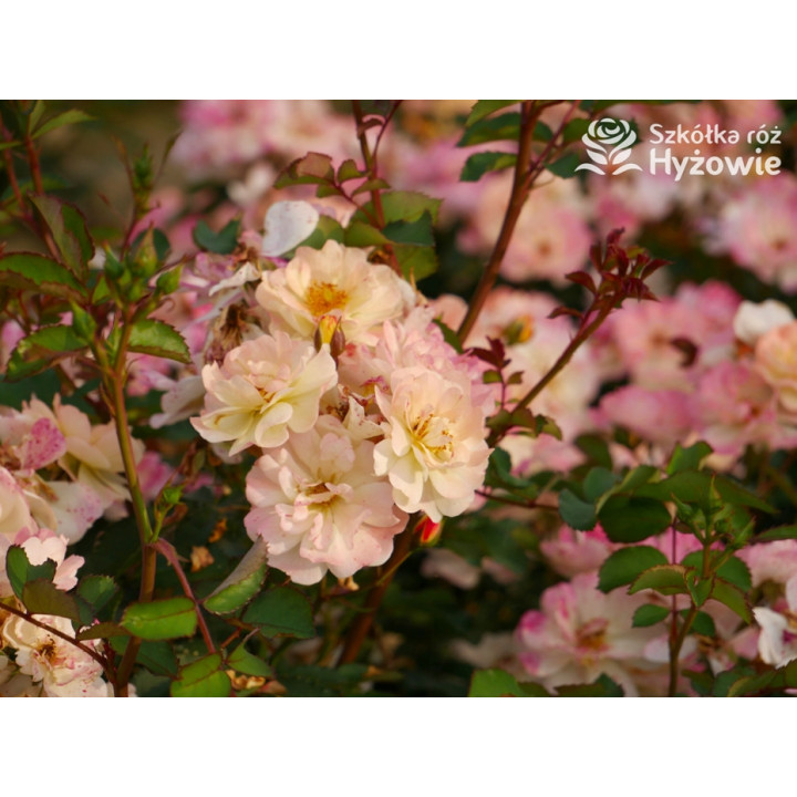 Reve de Paris® - Róże Okrywowe - 