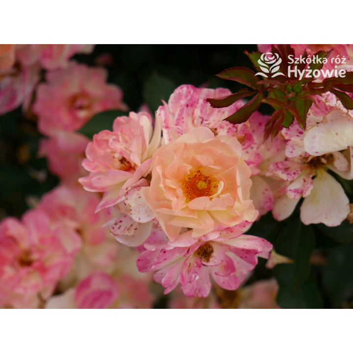 Reve de Paris® - Róże Okrywowe - 