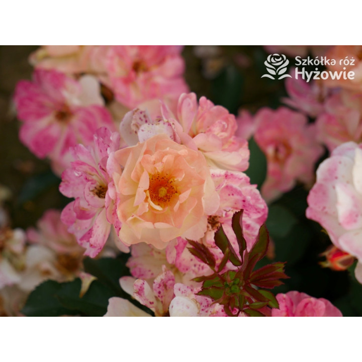 Reve de Paris® - Róże Okrywowe - 