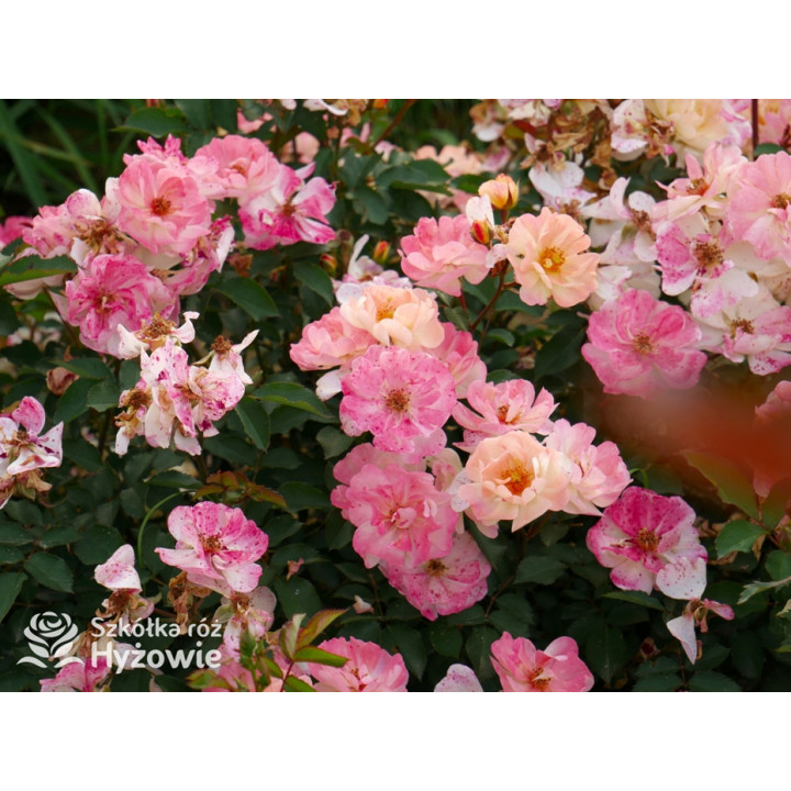 Reve de Paris® - Róże Okrywowe - 