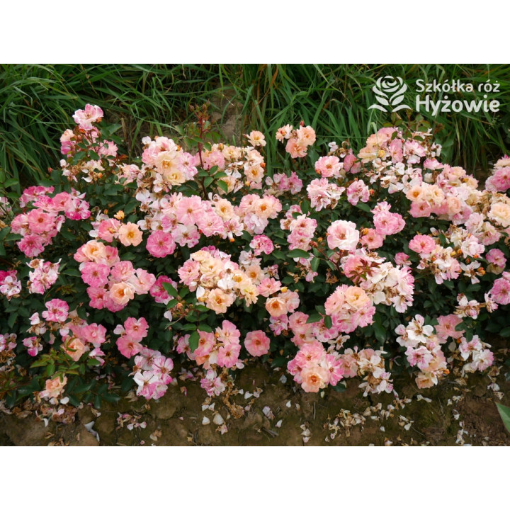 Reve de Paris® - Róże Okrywowe - 