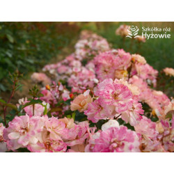 Reve de Paris® - Róże Okrywowe - 