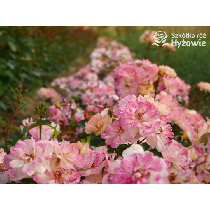 Reve de Paris® - Róże Okrywowe - 