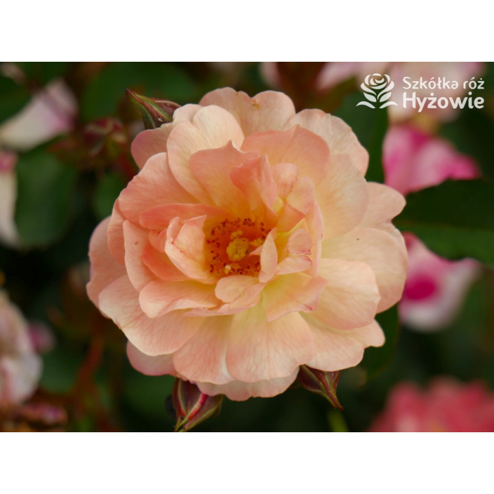 Reve de Paris® - Róże Okrywowe - 