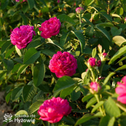 'Rose de Rescht' - Róże silnie pachnące -