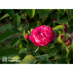 'Rose de Rescht' - Róże silnie pachnące - 