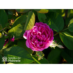 'Rose de Rescht' - Róże silnie pachnące - 