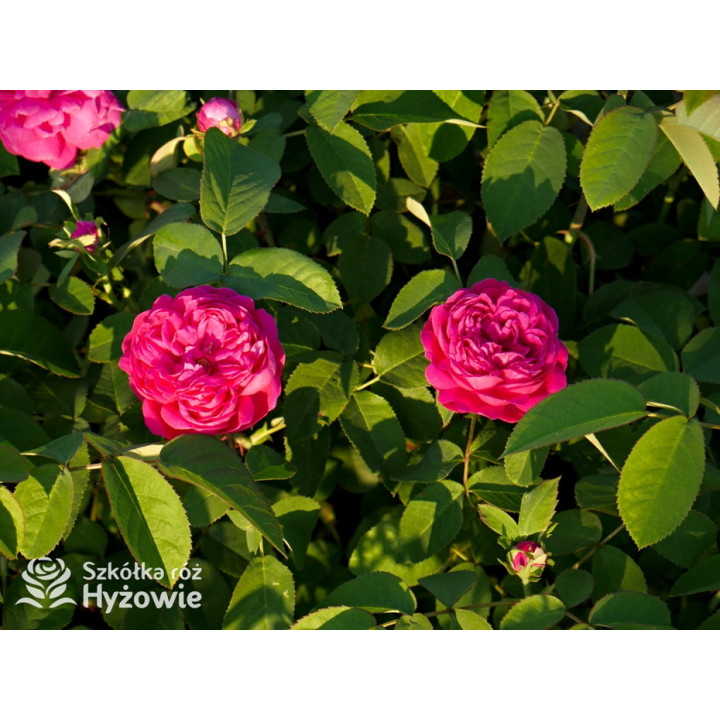 'Rose de Rescht' - Róże silnie pachnące - 