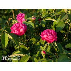 'Rose de Rescht' - Róże silnie pachnące - 