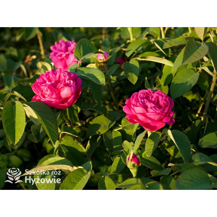 'Rose de Rescht' - Róże silnie pachnące - 