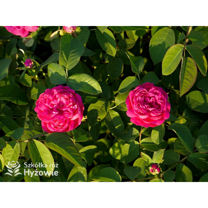 'Rose de Rescht' - Róże silnie pachnące - 