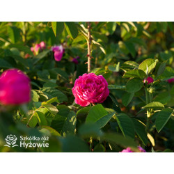 'Rose de Rescht' - Róże silnie pachnące - 