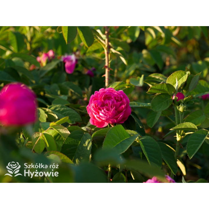 'Rose de Rescht' - Róże silnie pachnące - 