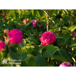 'Rose de Rescht' - Róże silnie pachnące - 