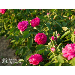 'Rose de Rescht' - Róże silnie pachnące - 