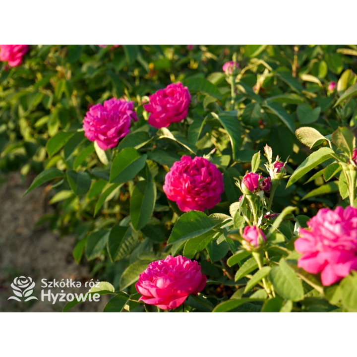 'Rose de Rescht' - Róże silnie pachnące - 