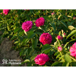 'Rose de Rescht' - Róże silnie pachnące - 