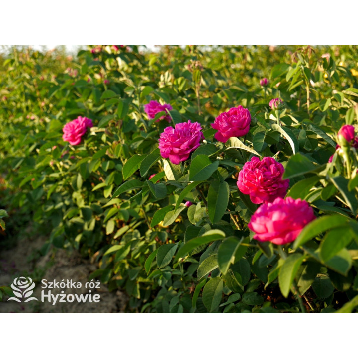 'Rose de Rescht' - Róże silnie pachnące - 