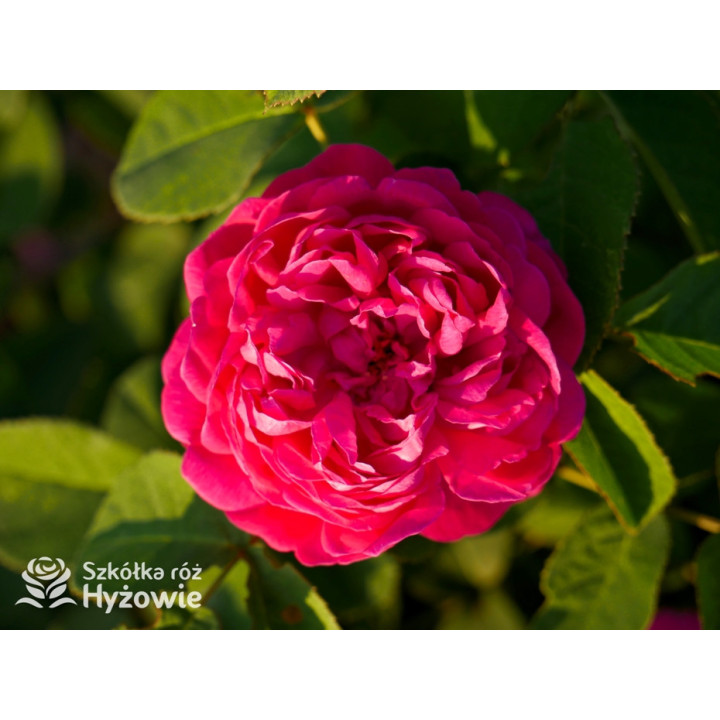 'Rose de Rescht' - Róże silnie pachnące - 