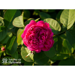 'Rose de Rescht' - Róże silnie pachnące - 