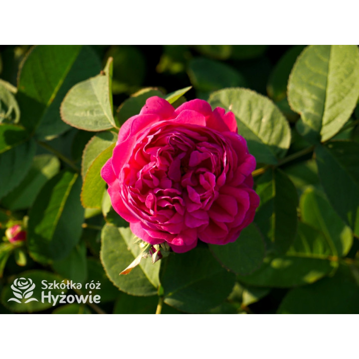 'Rose de Rescht' - Róże silnie pachnące - 