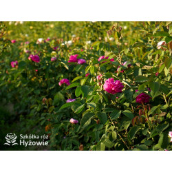 'Rose de Rescht' - Róże silnie pachnące - 