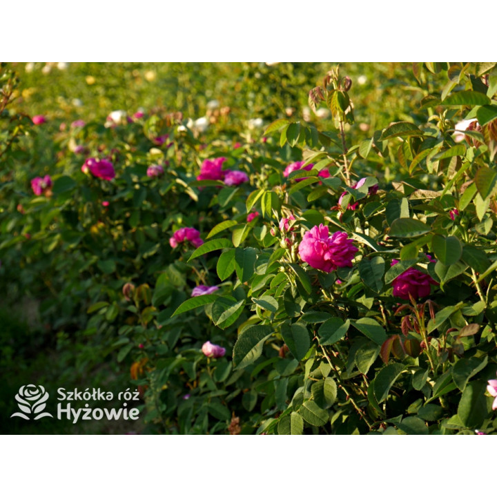 'Rose de Rescht' - Róże silnie pachnące - 