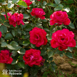 Summer Sangria® - Róże Rabatowe - 