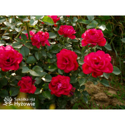 Summer Sangria® - Róże Rabatowe - 