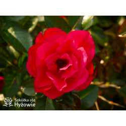 Summer Sangria® - Róże Rabatowe - 