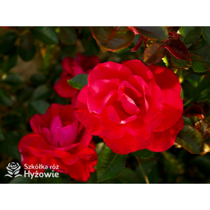 Summer Sangria® - Róże Rabatowe - 