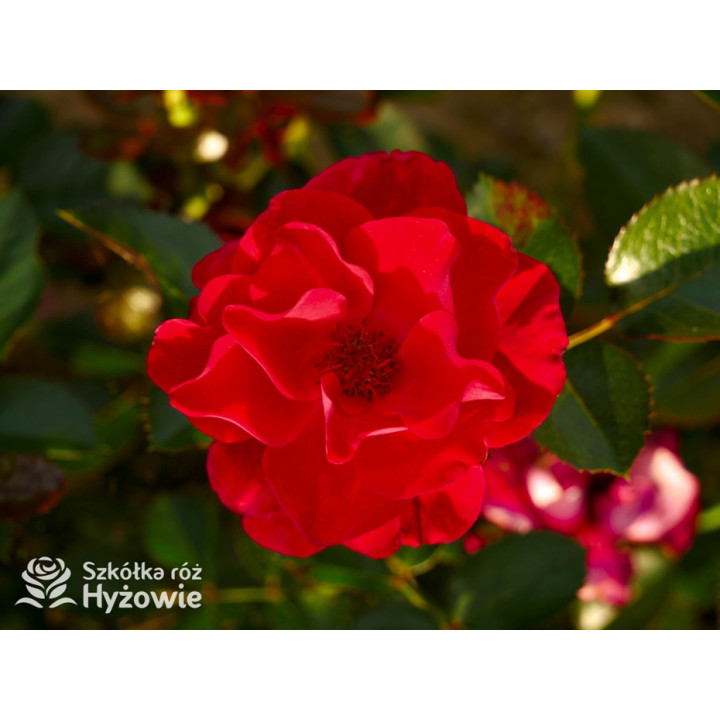 Summer Sangria® - Róże Rabatowe - 