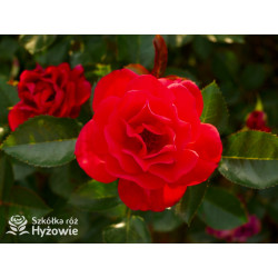 Summer Sangria® - Róże Rabatowe - 