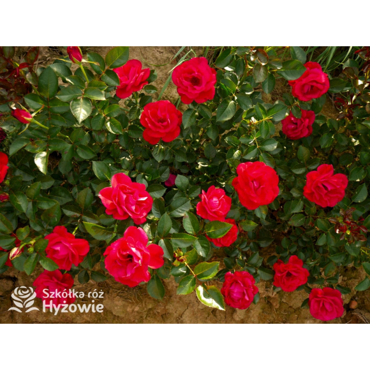 Summer Sangria® - Róże Rabatowe - 