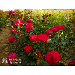 Summer Sangria® - Róże Rabatowe - 